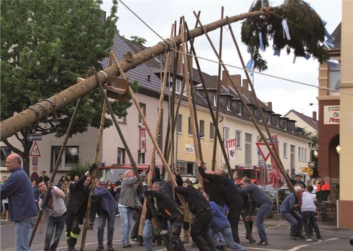 Mit Manneskraft und vielen Stangenpaaren wurde der 25 Meter Kirmesbaum in die Senkrechte gebracht. US
