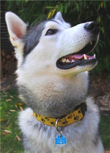 Mit Marke ist alles in Ordnung. Jeder, der einen Hund hält, muss diesen anmelden.Foto: Stadt Andernach/Maurer