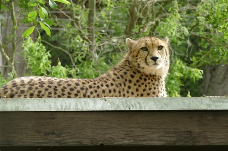 Mit Rosi ist eine neue Gepardin in den Zoo Neuwied eingezogen.