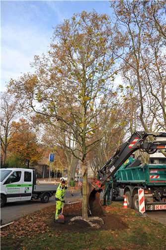 Mit Spezialgranulat und Dünger wurden die Wurzelballen bedeckt, um ein schnelles Anwachsen leichter zu ermöglichen.Foto: Stadt Andernach/Maurer