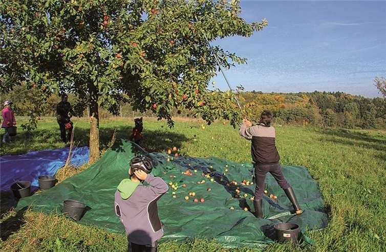 Mit Stangen werden die Äpfel vom Baum geschüttelt.