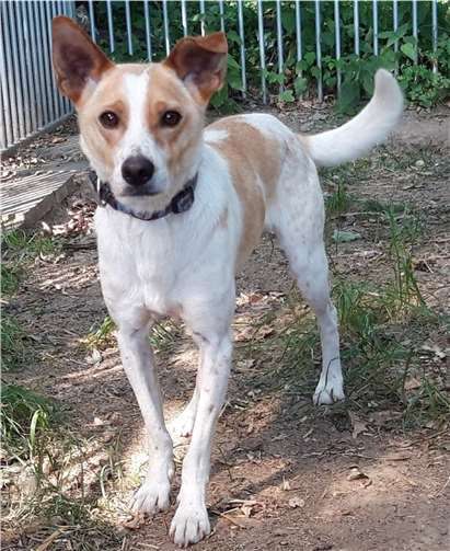 Mit anderen Hunden zeigt sich Rally bisher verträglich und freundlich. Foto: Tierheim u. Tierschutzverein Kreis Ahrweiler e.V