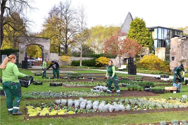 Mit dem Blumenhof sind jetzt alle Schmuckbeete an 13 Standorten in Koblenz neu für den Winter bepflanzt. Foto: Stadt Koblenz/Verena Groß