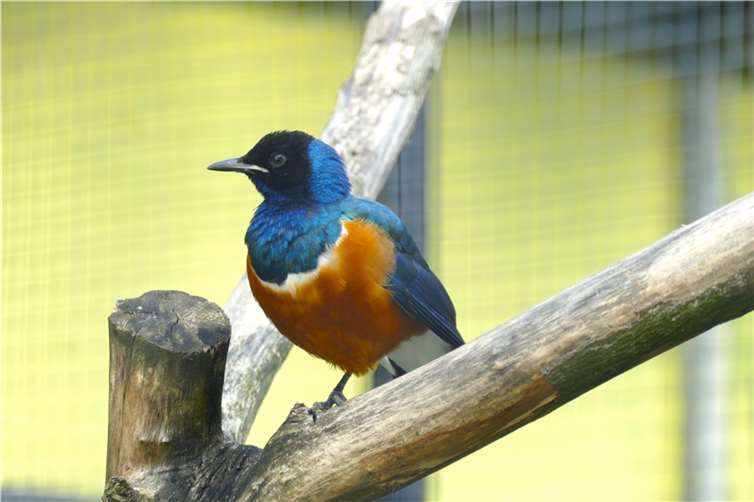 Mit dem Dreifarben-Glanzstar hat der Neuwieder Zoo eine neue Art als Bewohner.  Foto: Eva Fritsch