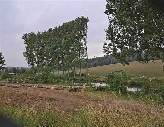 Mit dem Fällen der Pappeln wurde bereits begonnen.