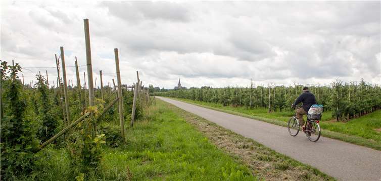 Mit dem Fahrrad durch Apfelplantagen, das ermöglicht die rheinische Apfelroute, die am 19. Mai in Meckenheim eröffnet wird.Foto: JOST