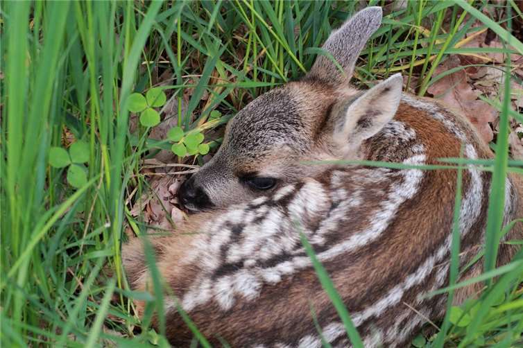 Mit dem Frühjahr beginnt in Rheinland-Pfalz die Mähsaison - eine Zeit, in der viele Wildtiere, insbesondere Rehkitze, zur Welt kommen. Symbolfoto: Pixabay