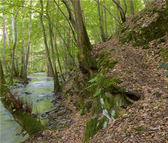 Mit dem NABU Neuwied geht es durch das untere Brexbachtal. Stadt Bendorf am Rhein