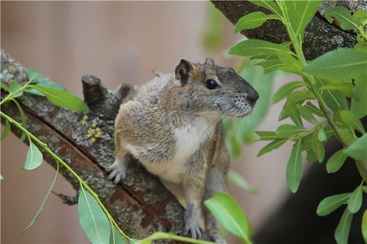Mit den Felsenmeerschweinchen ist eine neue Tierart im Zoo Neuwied zu Hause.  Foto: Björn Jordan