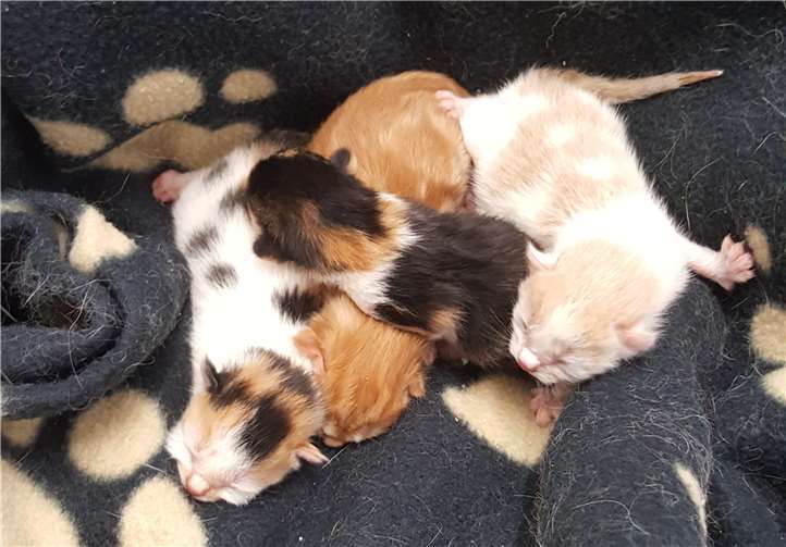 Mit der Aktion möchten die Tierschützer verhindern, dass die Kätzchen ausgesetzt werden. privat