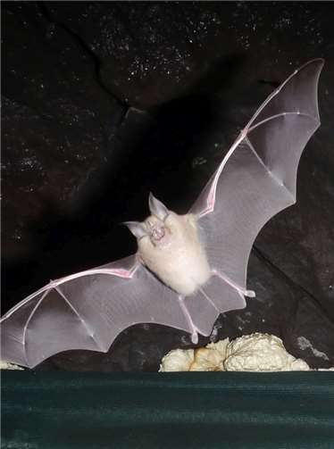Mit der Großen Hufeisennase konnte eine seltene Fledermausart im Mayener Grubenfeld nachgewiesen werden. Foto: NABU/Andreas Kiefer