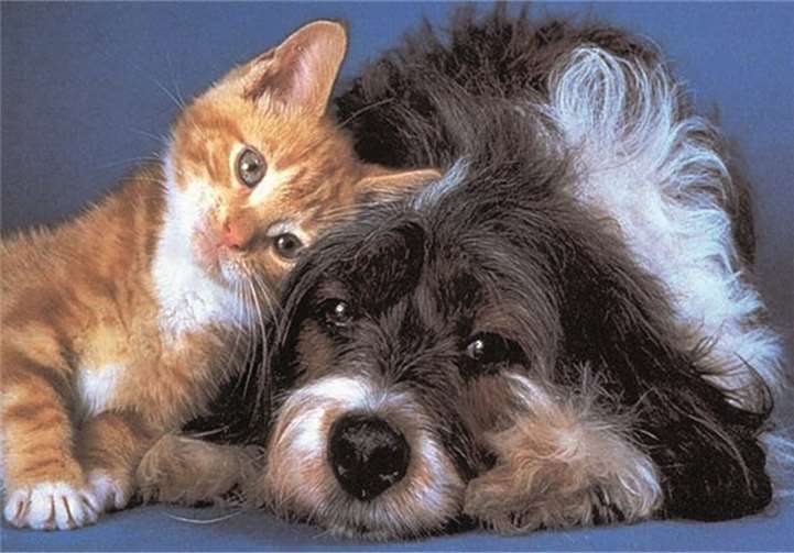 Mit einem Besuch beim Adventskaffee kann man die Hunde und Katzen des Tierheims Andernach unterstützen. privat