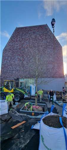 Mit einem Kran hat das Team von Immoherbst die Eiche vorsichtig in ihrer Rigole platziert und ausgerichtet.  Foto: VG Montabaur / Stefan Baumgarten