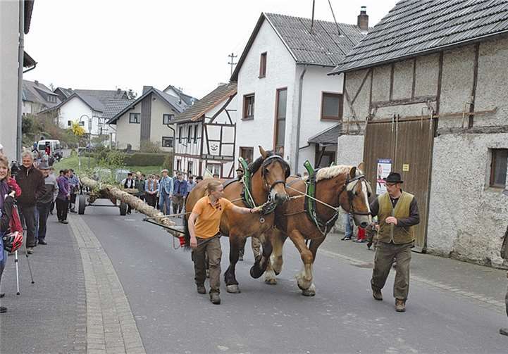 Mit einem Pferdegespann wurde der Maibaum in das Dorf gezogen.