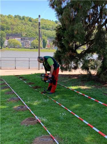 Mit einem Spezialwerkzeug bohren die Baumpfleger derzeit Löcher in den Boden. Darüber werden unter anderem Nährstoffe und Bodenpilze eingebracht.