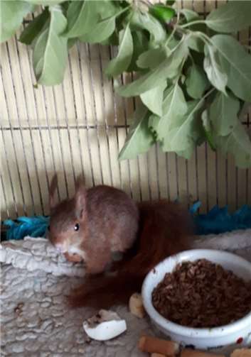 Mit einem gebrochenen Hinterbein muss das Eichhörnchen jetzt erst einmal aufgepäppelt werden.Foto: privat