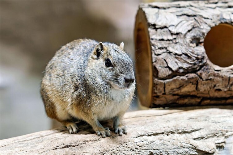 Mit einer Patenschaft für ein Felsenmeerschweinchen können Besucher den Zoo Neuwied ein Jahr lang bei den Kosten für Unterbringung, Pflege und Futter unterstützen.