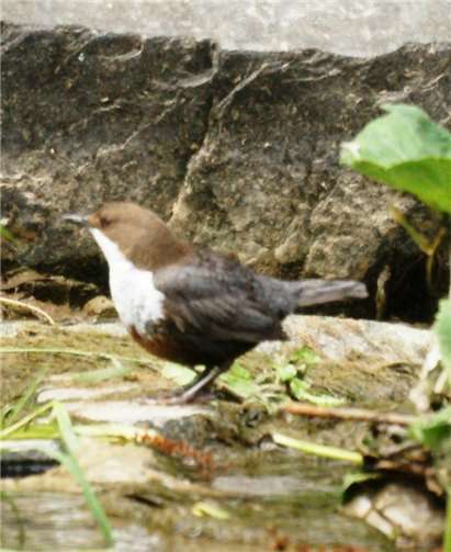 Mit etwas Glück sehen die Wanderer am 10. März auch die Wasseramsel. Foto: Klaus Puchstein