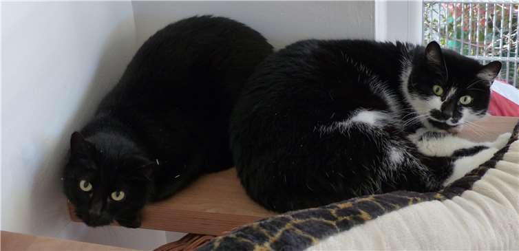 Mit etwas ruhe tauen die Zwei schnell auf und werden zu Schmusekatzen. privat