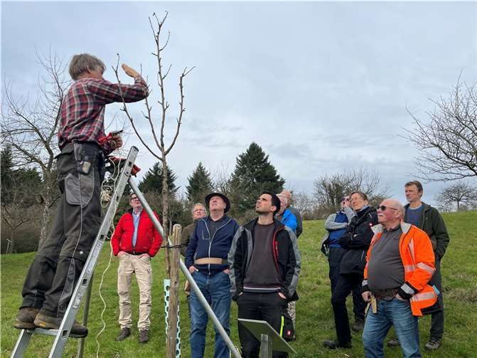 Mit fachlichen Erläuterungen wurde ein korrekter Baumschnitt demonstriert.  Foto: Naturpark Rhein-Westerwald