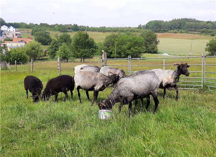 Mit frischem Kurzhaarschnitt sind die Heidschnucken bereit für den Sommer. Foto: Petra Diederich