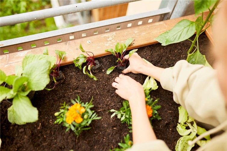Mit frischer Erde ist wieder für ein starkes Wachstum im Hochbeet gesorgt