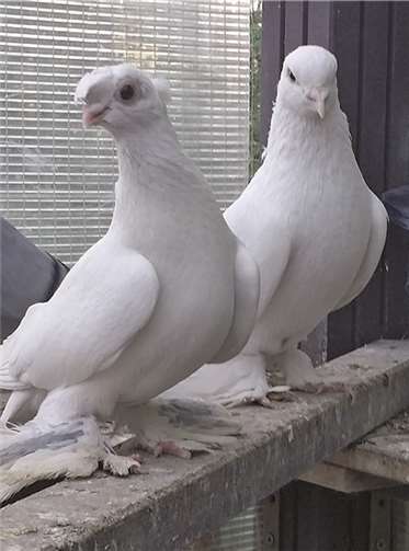 Mit ihren zusätzlichen Federn an den Füßen oder ihren fächerartig aufgestellten Schwanzfedern sehen sie zwar sehr hübsch aus, sie haben aber nicht den Orientierungssinn und die Flugfähigkeit der weißen Brieftauben. RSK