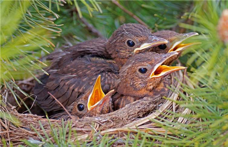 Mit mehr als 3400 Rheinland-Pfälzern nahmen so viele Personen wie noch nie an diesjähriger Stunde der Gartenvögel teil. Foto: NABU/Sabine Teufl