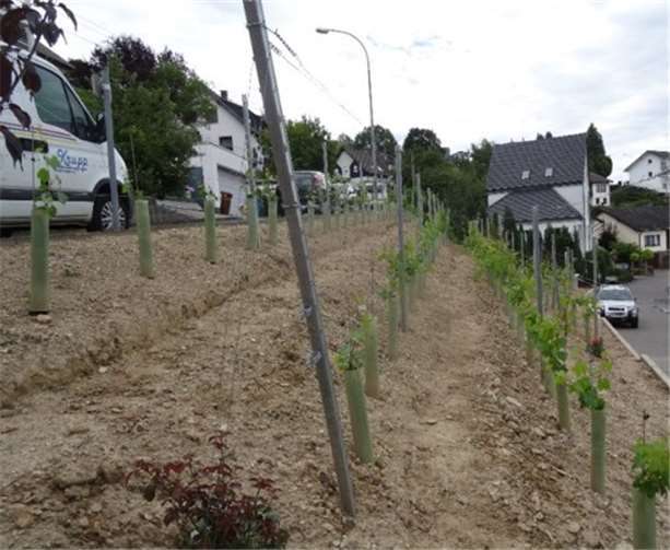 Mit rund 12.000Euro fördert die EU auch den Lehrweinberg der Ortsgemeinde Ockenfels (Verbandsgemeinde Linz). Jetzt haben Interessenten aus der Region Rhein-Wied erneut die Chance auf eine Förderung aus dem EADER-Programm.Foto: LAG