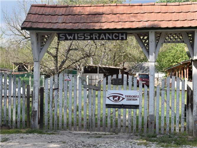 Mit seinem Partner „Tierschutz-Zentrum“ kümmert sich der deutsche Tierschutzverein Pfotenhilfe-Ungarn e.V. auf der „Swiss Ranch“ um in Not geratene ungarische Hunde.Fotos: Gàbor Izsàk