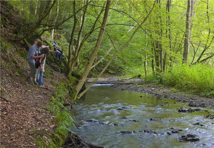 Mit seinen schattigen Passagen bietet der Saynsteig auch im Sommer großes Wandervergnügen. Foto: Klaus-Peter Kappest