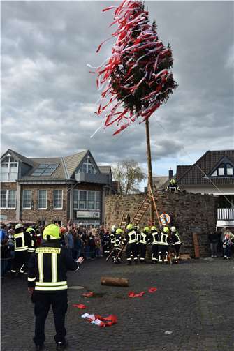 Mit vereinten Kräften konnte die Rheinbacher Feuerwehr den Maibaum fachgerecht aufrichten.