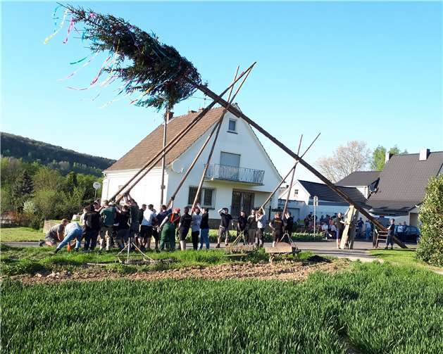 Mit vereinten Kräften richtete man den großen Maibaum auf. Fotos: privat