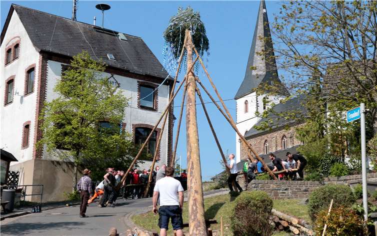 Mit vereinten Kräften stellen auch die Junggesellen in Reifferscheid den Baum in die Senkrechte.