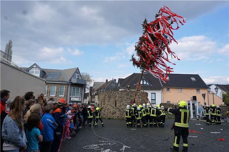 Mit vereinten Kräften stellte die Rheinbacher Feuerwehr den Maibaum am Windmühlenturm auf. Fotos: EICH