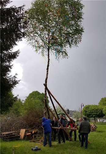 Mit vereinten Kräften wurde der Maibaum aufgestellt. privat