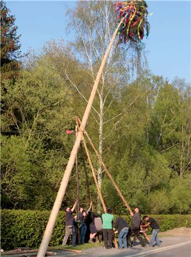 Mit viel Hau Ruck kommt der Baum in Leimbach in die Senkrechte.