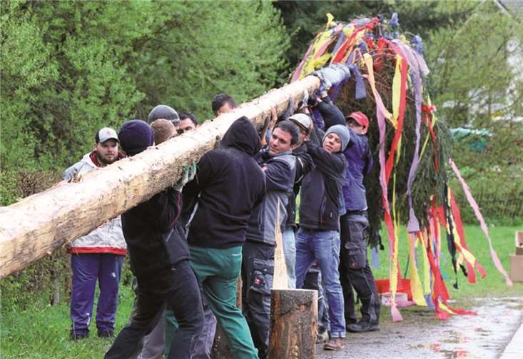Mit viel Hau Ruck kommt der Baum in die Höhe. SES
