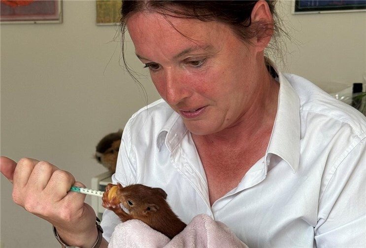 Mit viel Hingabe kümmert sich Natascha Schleiffer um die verwaisten Tiere. Foto: ROB