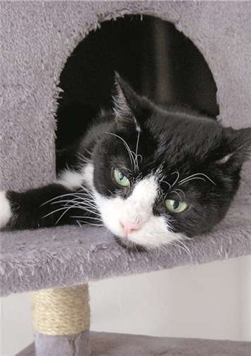 Mit zwölf Jahren ist Xena noch top fit.  Privat