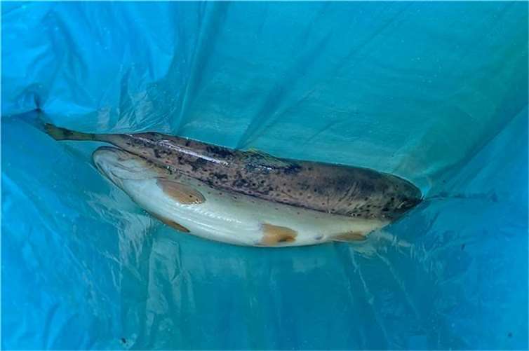 Mitarbeiter der Kreisverwaltung sammelten die toten Fische ein.  Foto: Archiv/privat
