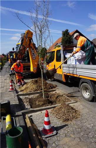 Mitarbeiter des Bauhofs pflanzen einen Weißdorn in der Straße „Am Backhaus“ in Buschhoven.Quelle: Gemeinde Swisttal