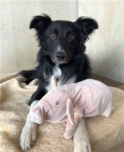 Mitch ist ein ganz lieber KerlFoto: privat