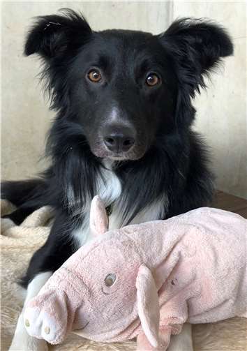 Mitch sucht ein Zuhause. Foto: privat