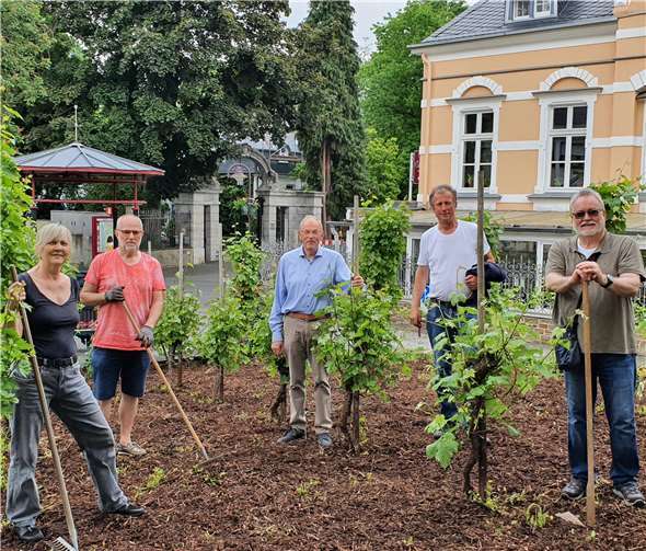 Mitglieder der CDU Unkel verteilten mehr als 80 Säcke Mulch auf dem Weinberg am Neven-DuMont-Platz.Foto: CDU Unkel