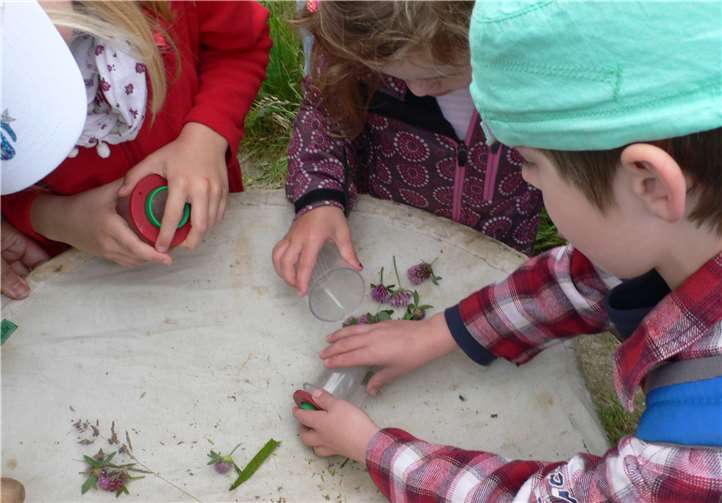 Mithilfe einer Lupe können auch kleine Insekten beobachtet werden. Foto: privat
