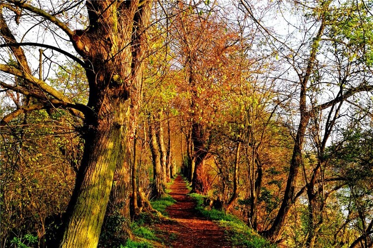 Mitte Dezember werden vorbereitende Arbeiten unter Vollsperrung auf der Hafenmole durchgeführt. Foto: Stadtverwaltung Lahnstein