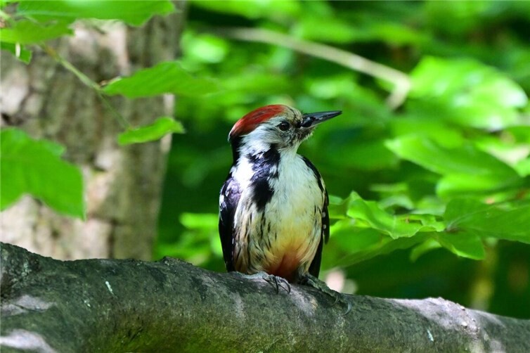 Mittelspecht (Dendrocopos medius), Harry Neumann, Naturschutzinitiative e.V. (NI)