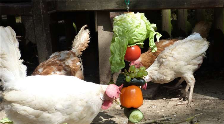 Mittlerweile genießen die Hühner ihr Leben in vollen Zügen.