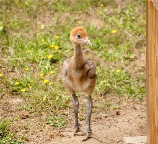 Mittlerweile ist der Jungvogel bereits fünf Wochen alt und ordentlich gewachsen.Fotos: Ben Ulrich